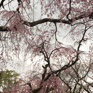 桜〜咲け〜