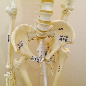 ご出産後の腰痛は、骨盤、股関節を調整。
